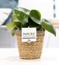 Peperomia Raindrop In P&PURE Basket - Ø12cm - ↕25cm