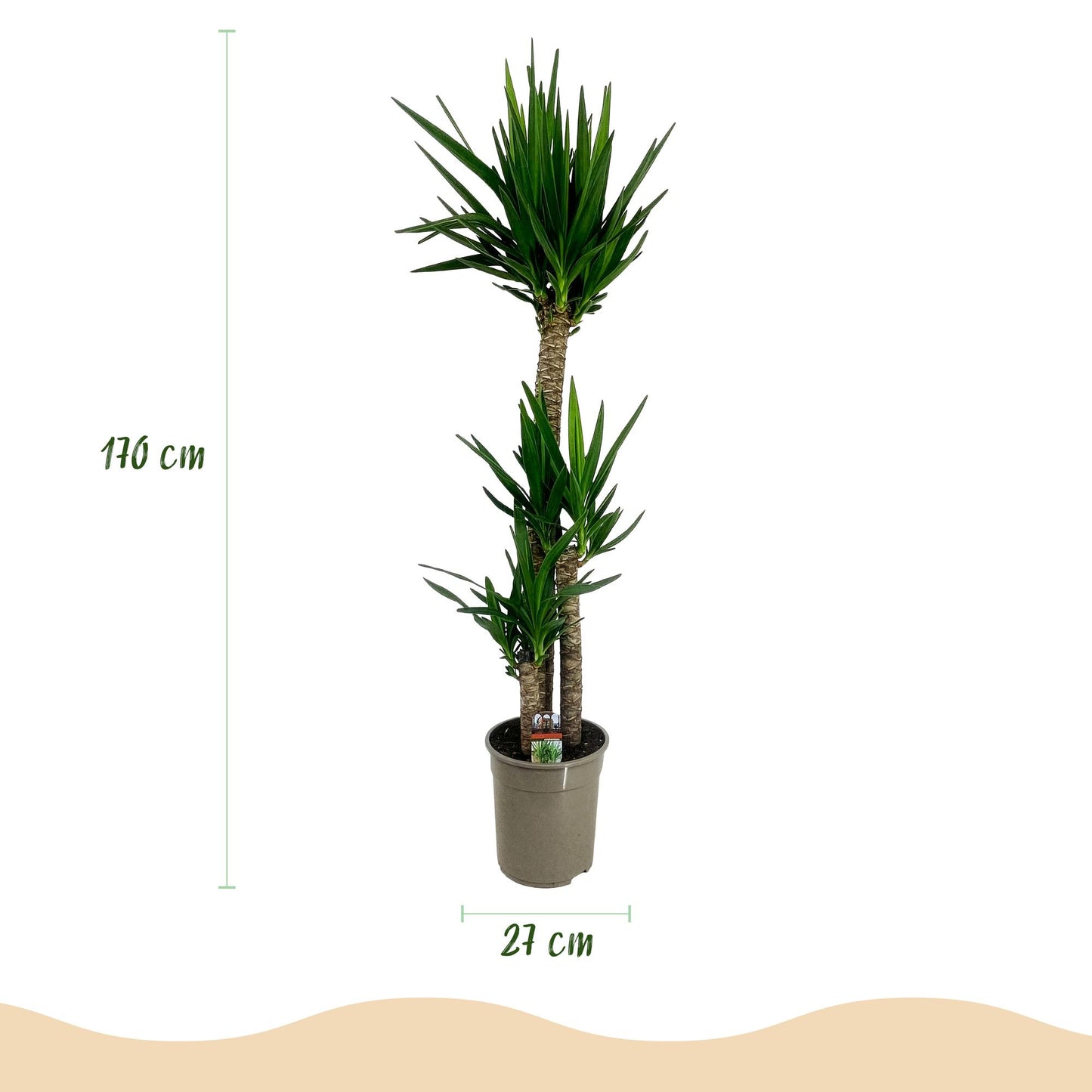Green boutiQ - Kamerplant - Yucca elephantipes - Yucca - Weinig onderhoud - Groen - 1 - Pot 27cm - Hoogte 170cm