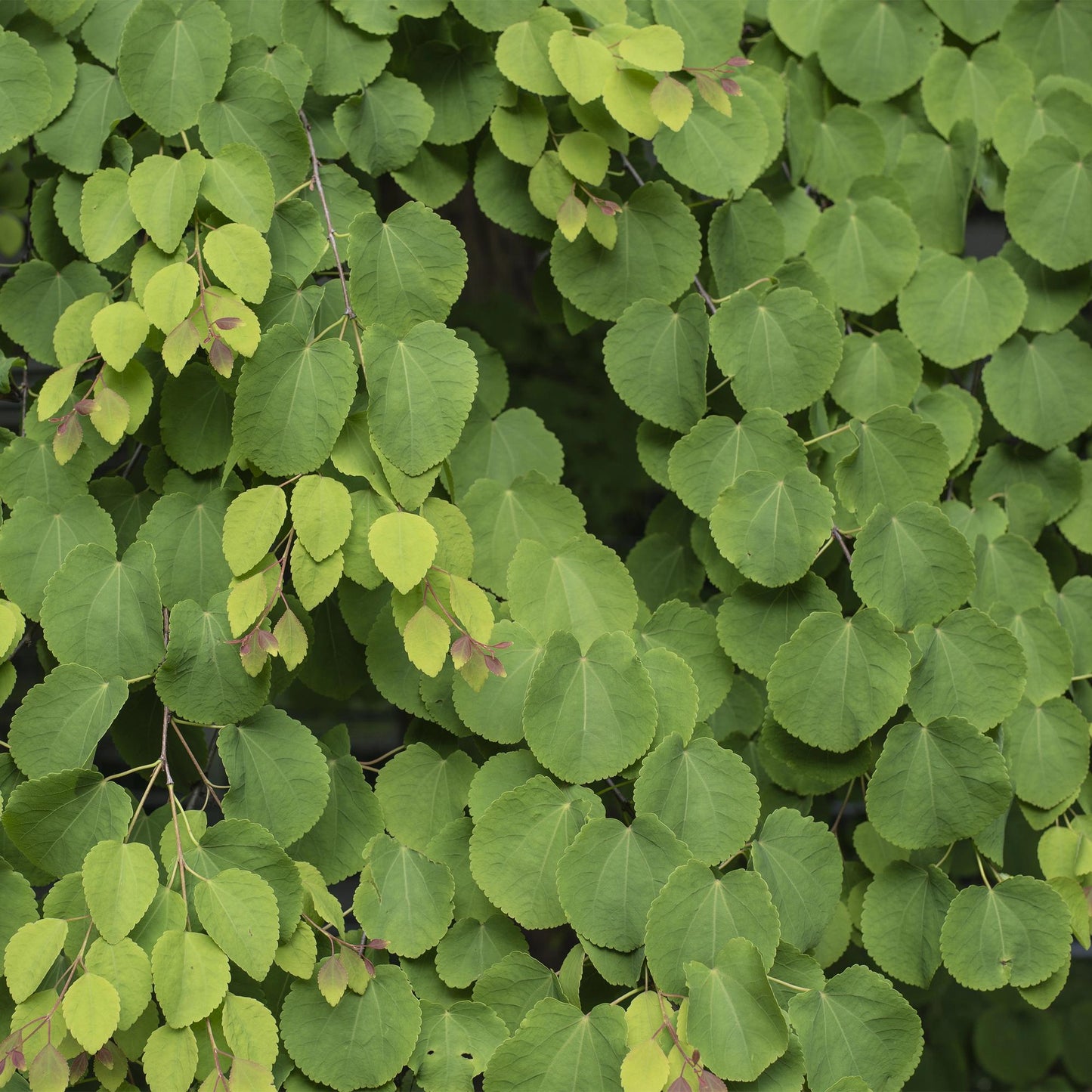 Green boutiQ - Tuinplant - Cercidiphyllum japonicum - Groen 3 Planten - Bladverliezend - Weinig Onderhoud - Pot 12cm Hoogte 35cm