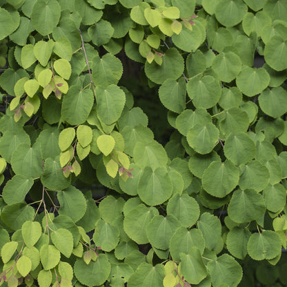 Green boutiQ - Tuinplant - Cercidiphyllum japonicum - Groen 3 Planten - Bladverliezend - Weinig Onderhoud - Pot 12cm Hoogte 35cm