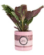 Ctenanthe Burle Marxii In P&PURE "SPECIAL POUR TOI" Verpakking - Ø12cm - ↕25cm
