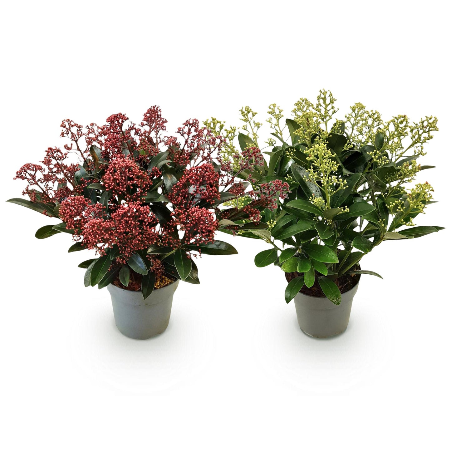Green boutiQ - Terrasplant - Skimmia japonica Duo - Bloem Wit & Rood - 15+ Bloemen - 2 Planten - Winterhard - Pot 15cm Hoogte 30cm