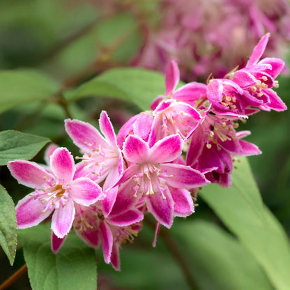 Green boutiQ - Heesters -  Deutzia hybrida Strawbery Fields - Bloem Roze - 1 Plant - Bladverliezend - Weinig Onderhoud - Pot 17cm Hoogte 45cm