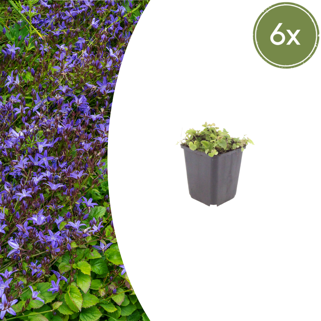 6x Campanula poscharskyana - ↕10-25cm - Ø9cm