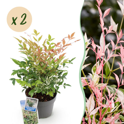 Green boutiQ - Tuinplant - Nandina Twilight - Bont & Roze - 2 Planten - Groenblijvend - Weinig Onderhoud - Pot 17cm Hoogte 45cm
