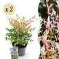 Green boutiQ - Tuinplant - Nandina Twilight - Bont & Roze - 2 Planten - Groenblijvend - Weinig Onderhoud - Pot 17cm Hoogte 45cm