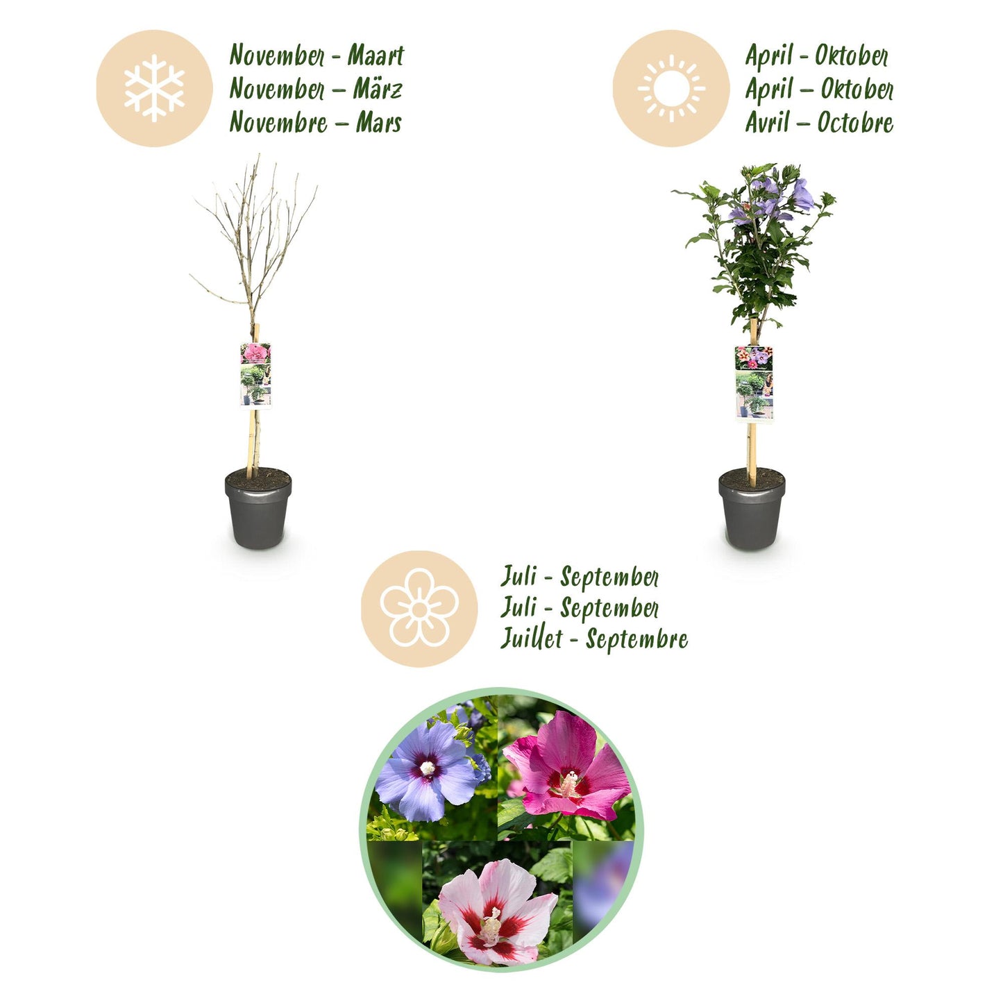 Green boutiQ - Plant op Stam - Hibiscus syriacus Tricolour  - Terras Plant - Bladverliezend - Winterhard - Witte, Roze, Paarse Bloem - Pot 19cm Hoogte 90cm