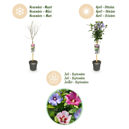 Green boutiQ - Plant op Stam - Hibiscus syriacus Tricolour  - Terras Plant - Bladverliezend - Winterhard - Witte, Roze, Paarse Bloem - Pot 19cm Hoogte 90cm
