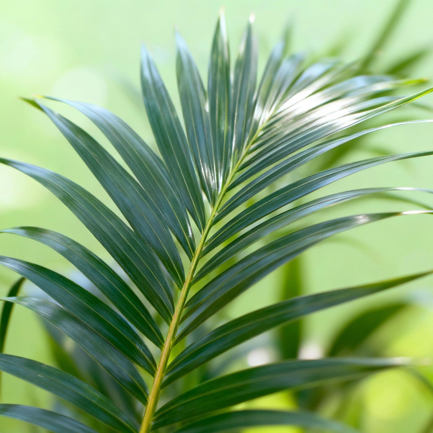 Green boutiQ - Kamerplant - Howea Forsteriana - Kentia Palm - Weinig Onderhoud - Groen - 1 plant - Pot 27cm - Hoogte 160-170cm