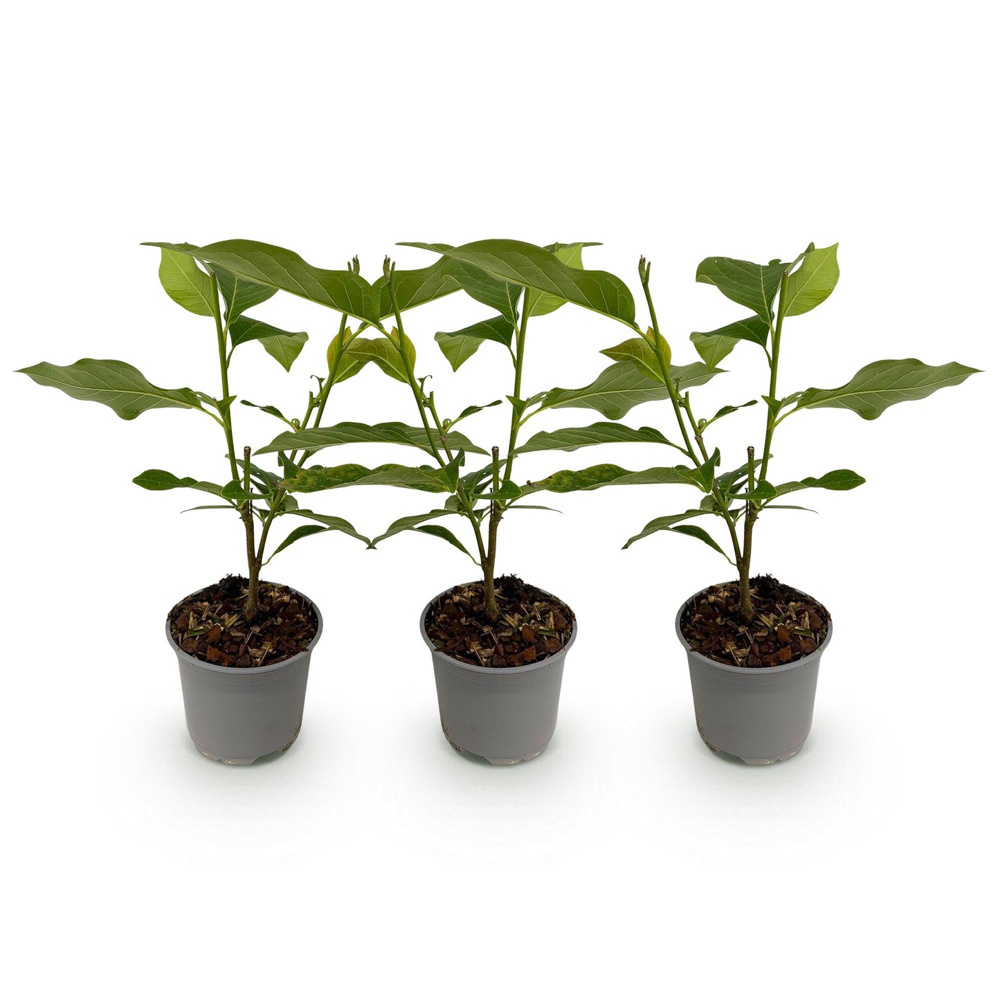 Green boutiQ - Tuinplant - Magnolia stellata - Bloem Wit - 3 Planten - Bladverliezend - Weinig Onderhoud - Pot 12cm Hoogte 30cm