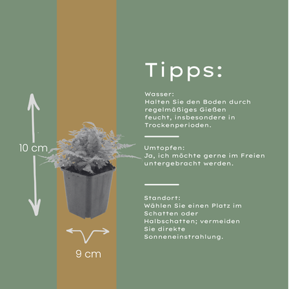 12x Dryopteris filix-mas - ↕10-25cm - Ø9cm