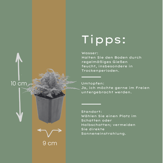 12x Dryopteris filix-mas - ↕10-25cm - Ø9cm