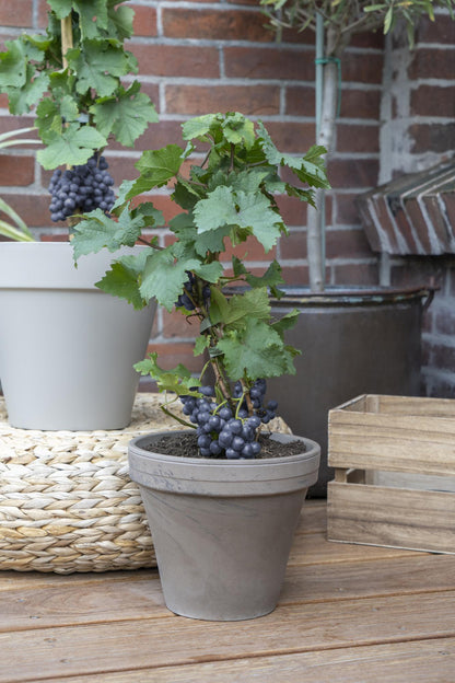 Vitis Pixie Pinot Noir - Blauwe wijndruif - Ø21cm - ↕70cm - Ø14 - ↨30cm