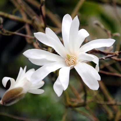 Green boutiQ - Tuinplant - Magnolia stellata - Bloem Wit - 3 Planten - Bladverliezend - Weinig Onderhoud - Pot 12cm Hoogte 30cm
