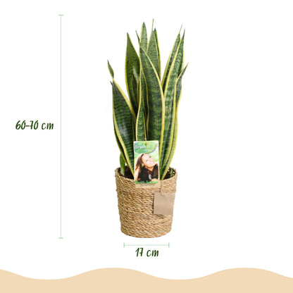 Green BoutiQ - Green is... Kamerplanten - Sansevieria Laurentii - Vrouwentong - Weinig onderhoud - met mand - Groen - 1 Plant - Pot 17cm - Hoogte 60-70cm