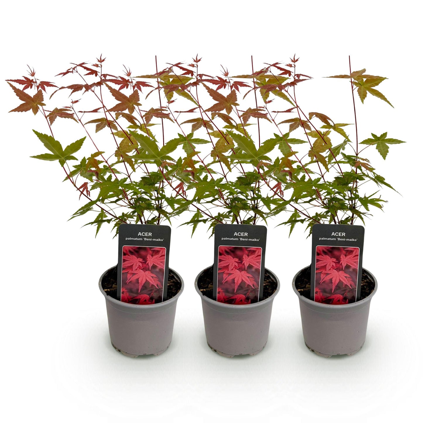 Green boutiQ - Tuinplant - Acer palmatum Beni-maiko - Rood - 3 Planten - Bladverliezend - Weinig Onderhoud - Pot 12cm Hoogte 35cm