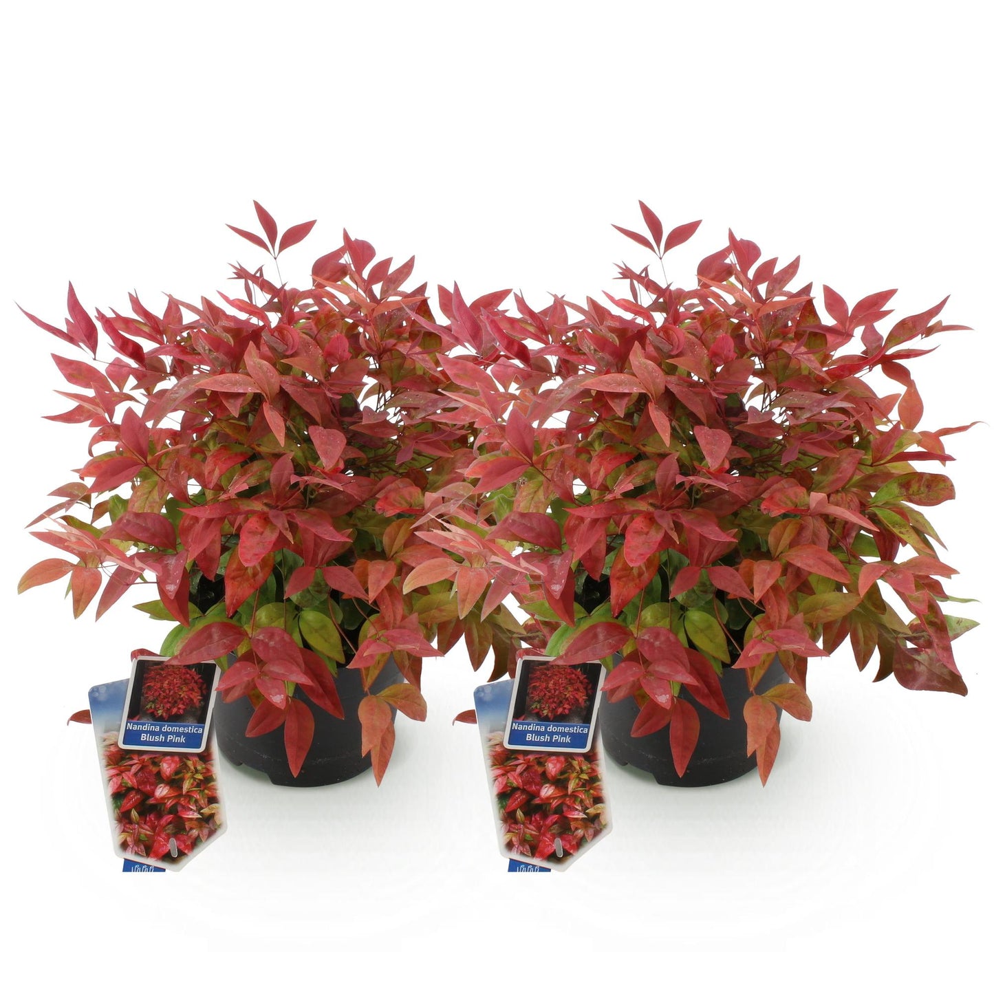 Green boutiQ - Tuinplant - Nandina Blush Pink - Donker Roze - 2 Planten - Groenblijvend - Weinig Onderhoud - Pot 17cm Hoogte 40cm