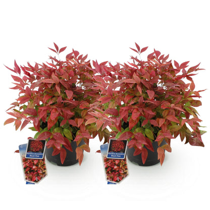 Green boutiQ - Tuinplant - Nandina Blush Pink - Donker Roze - 2 Planten - Groenblijvend - Weinig Onderhoud - Pot 17cm Hoogte 40cm