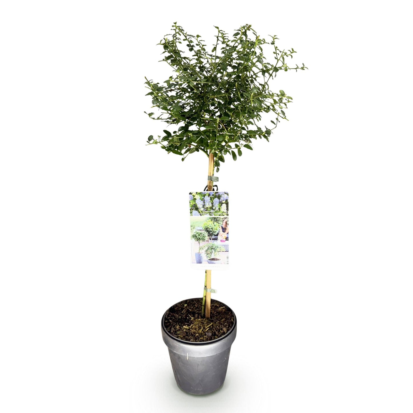 Green boutiQ - Plant op Stam - Ceanothus thyrsiflorus Repens - Terras Plant - Bladhoudend - Winterhard - Paarse Bloem - Pot 19cm Hoogte 90cm