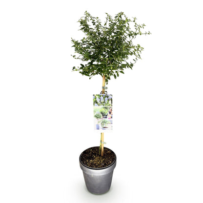 Green boutiQ - Plant op Stam - Ceanothus thyrsiflorus Repens - Terras Plant - Bladhoudend - Winterhard - Paarse Bloem - Pot 19cm Hoogte 90cm