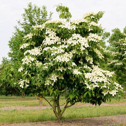 Green boutiQ - Tuinplant - Cornus kousa chinensis - Bloem Wit - 3 Planten - Bladverliezend - Weinig Onderhoud - Pot 12cm Hoogte 35cm