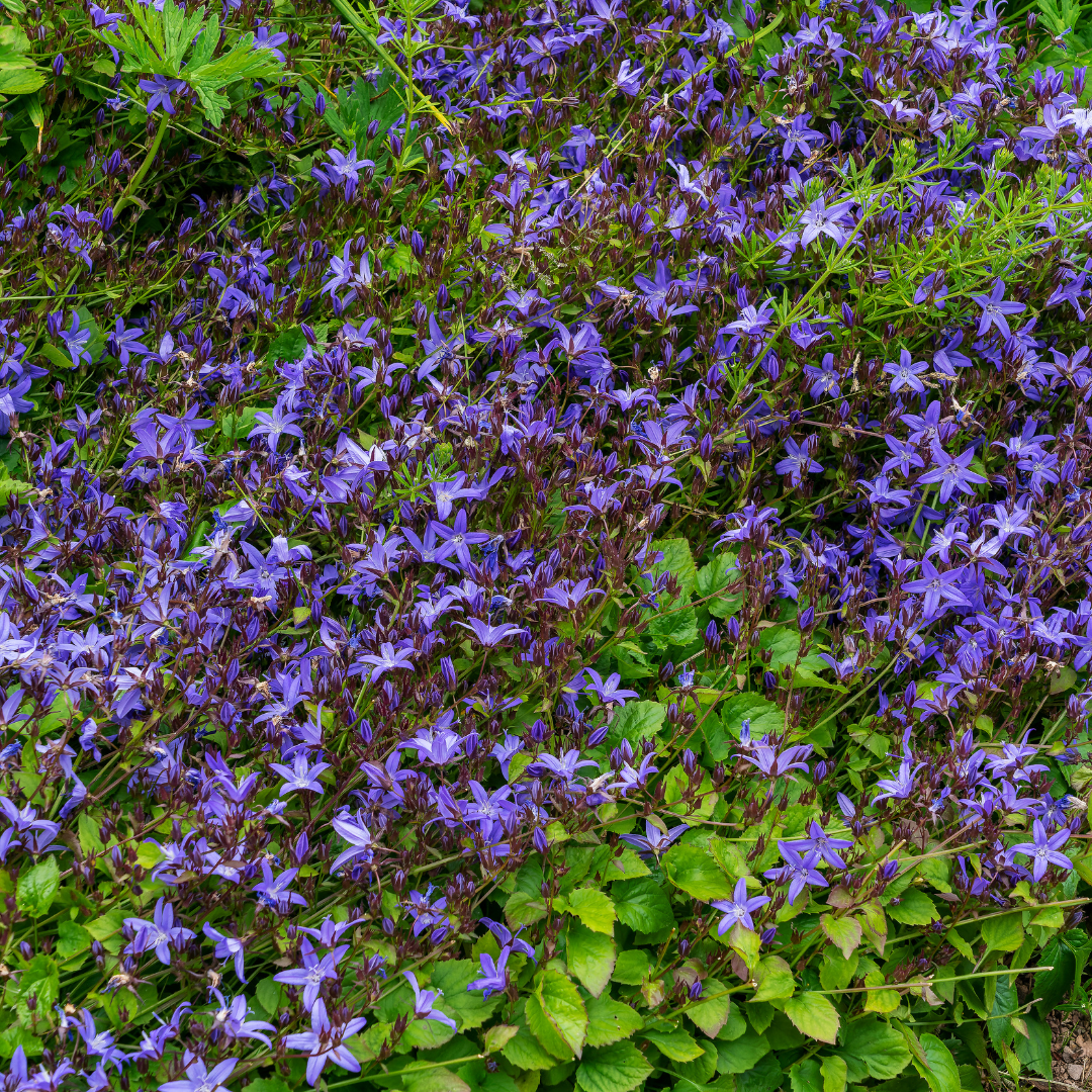6x Campanula poscharskyana - ↕10-25cm - Ø9cm