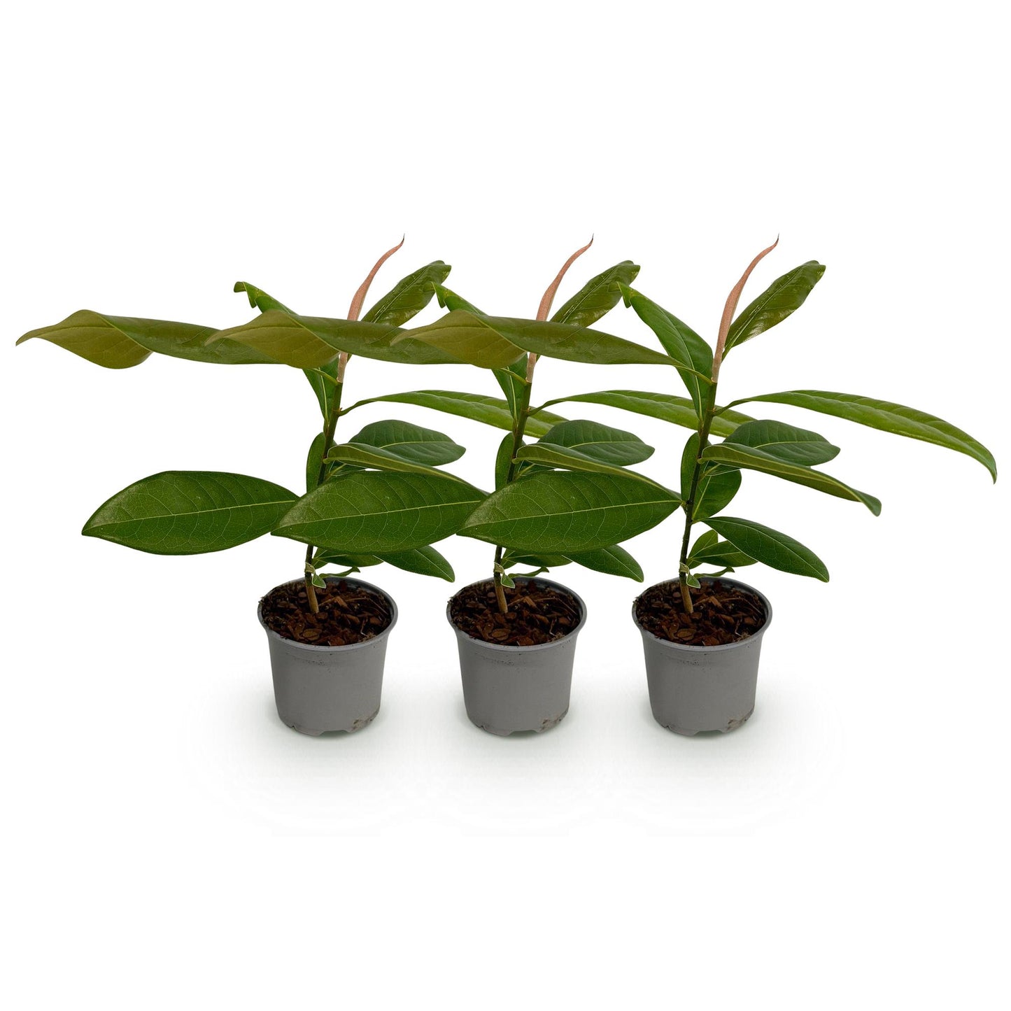 Green boutiQ - Tuinplant - Magnolia grandiflora - Bloem Wit - 3 Planten - Bladhoudend - Weinig Onderhoud - Pot 12cm Hoogte 30cm