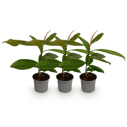Green boutiQ - Tuinplant - Magnolia grandiflora - Bloem Wit - 3 Planten - Bladhoudend - Weinig Onderhoud - Pot 12cm Hoogte 30cm
