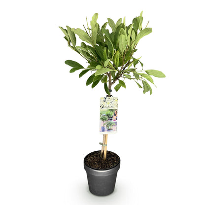 Green boutiQ - Plant op Stam - Magnolia stellata -Terras Plant - Bladverliezend - Winterhard - Witte Bloem - Pot 19cm Hoogte 90cm