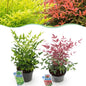 Green boutiQ - Tuinplant - Nandina Duo - Geel & Rood - 2 Planten - Groenblijvend - Weinig Onderhoud - Pot 17cm Hoogte 45cm