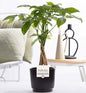 Pachira Aquatica In P&PURE Ceramics Liv - Ø12cm - ↕45cm