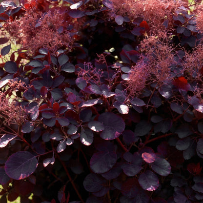 Green boutiQ - Tuinplant - Cotinus coggyria Royal Purple - Paars - 3 Planten - Bladverliezend - Weinig Onderhoud - Pot 12cm Hoogte 35cm