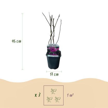 Green boutiQ - Heesters -  Magnolia Susan  - Bloemen Donker Roze - 1 plant - bladverliezend - weinig onderhoud - pot 17cm hoogte 45cm