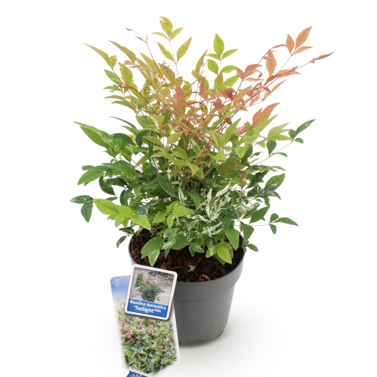 Green boutiQ - Tuinplant - Nandina Twilight - Bont & Roze - 1 Plant - Groenblijvend - Weinig Onderhoud - Pot 17cm Hoogte 45cm