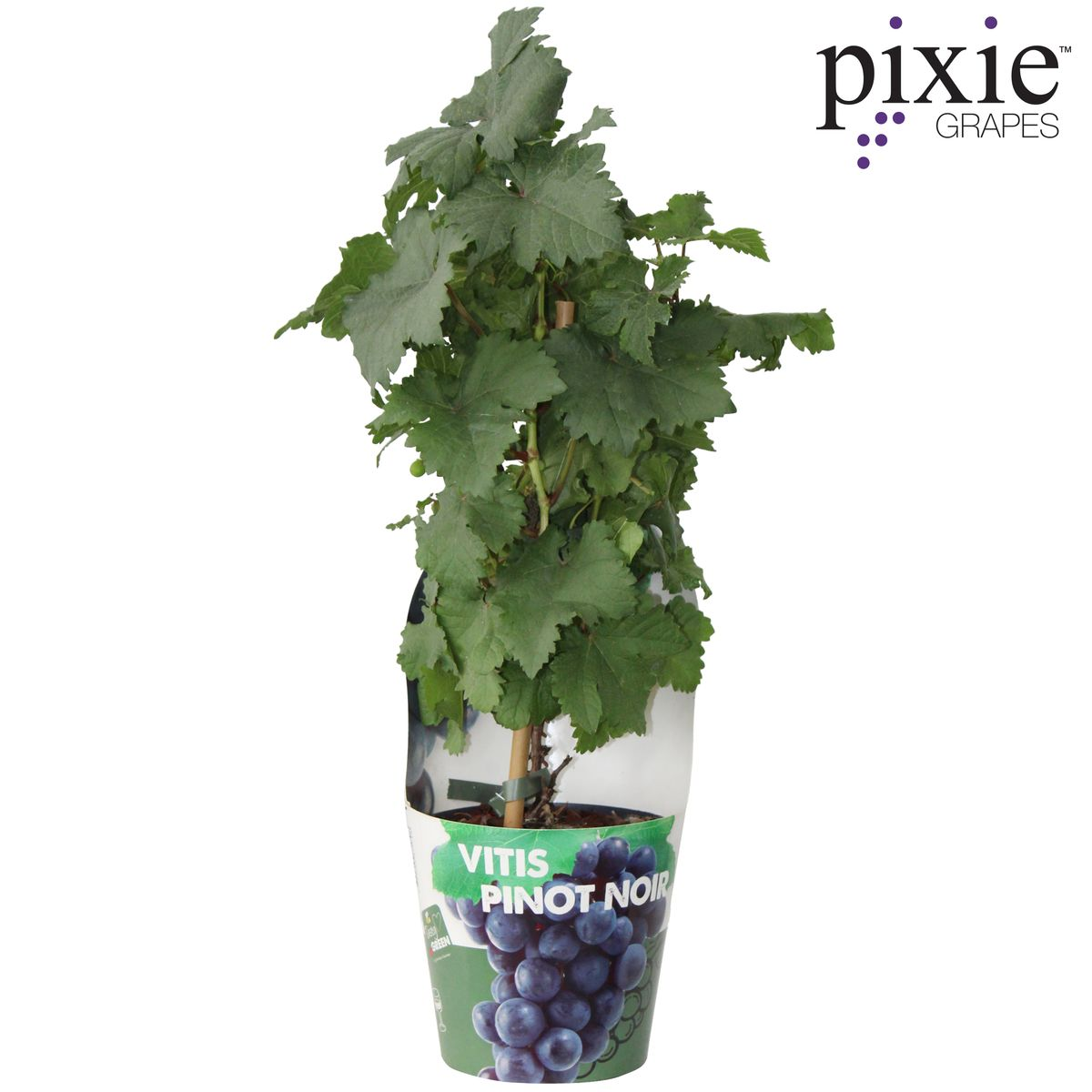 Vitis Pixie Pinot Noir - Blauwe wijndruif - Ø21cm - ↕70cm - Ø14 - ↨30cm