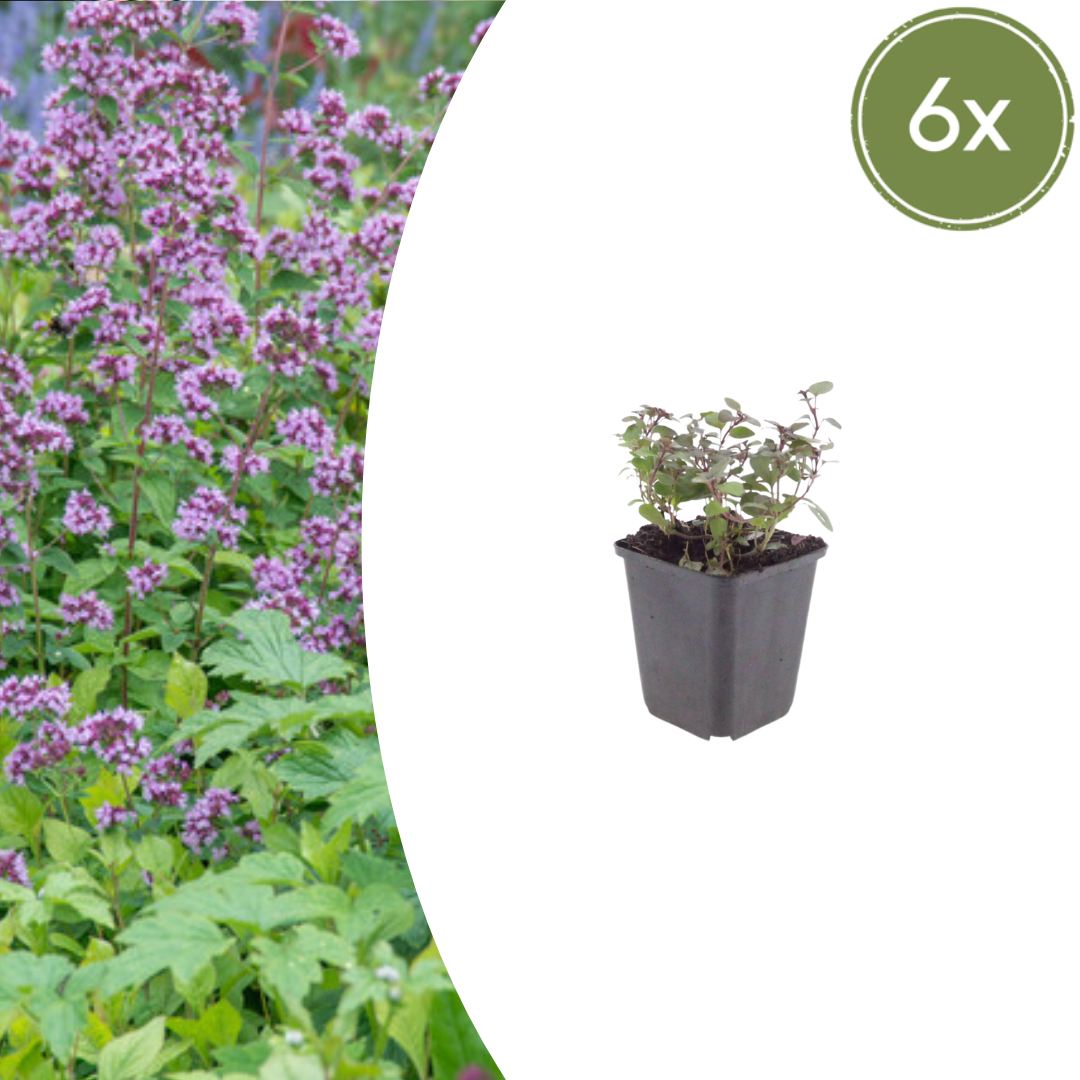 6x Origanum laevigatum 'Herrenhausen' - ↕10-25cm - Ø9cm