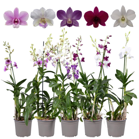 Dendrobium Toef 2 Tak 17 Cm Pot - Ø17cm - ↕70cm