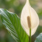 Spathiphyllum met Potter wit - 80cm - Ø21