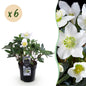 Green boutiQ - Tuinplant - Kerstroos - Helleborus Christmas Carol  - Witte Bloem - 6 Planten - Groenblijvend - Pot 10,5cm Hoogte 25cm