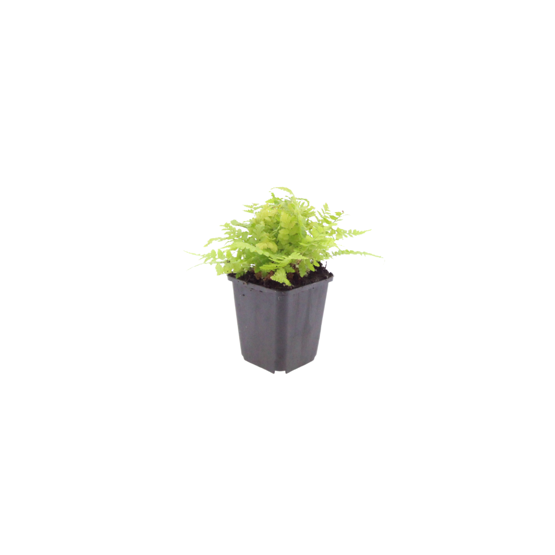 6x Dryopteris filix-mas - ↕10-25cm - Ø9cm
