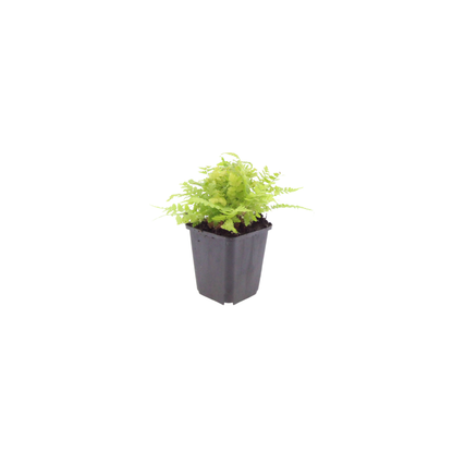 6x Dryopteris filix-mas - ↕10-25cm - Ø9cm