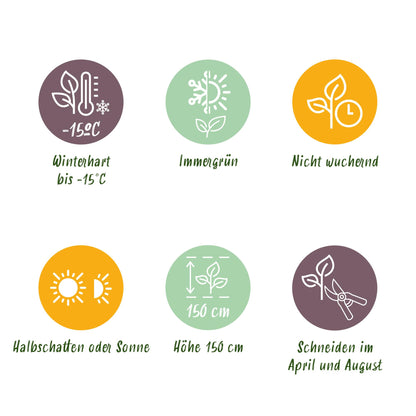 Green boutiQ - Haagplanten - Euonymus japonica Paloma Blanca - Blad Groen en Wit - 8 Planten - 1 Strekkende Meter - Groenblijvend - Pot 9cm Hoogte 30-35cm