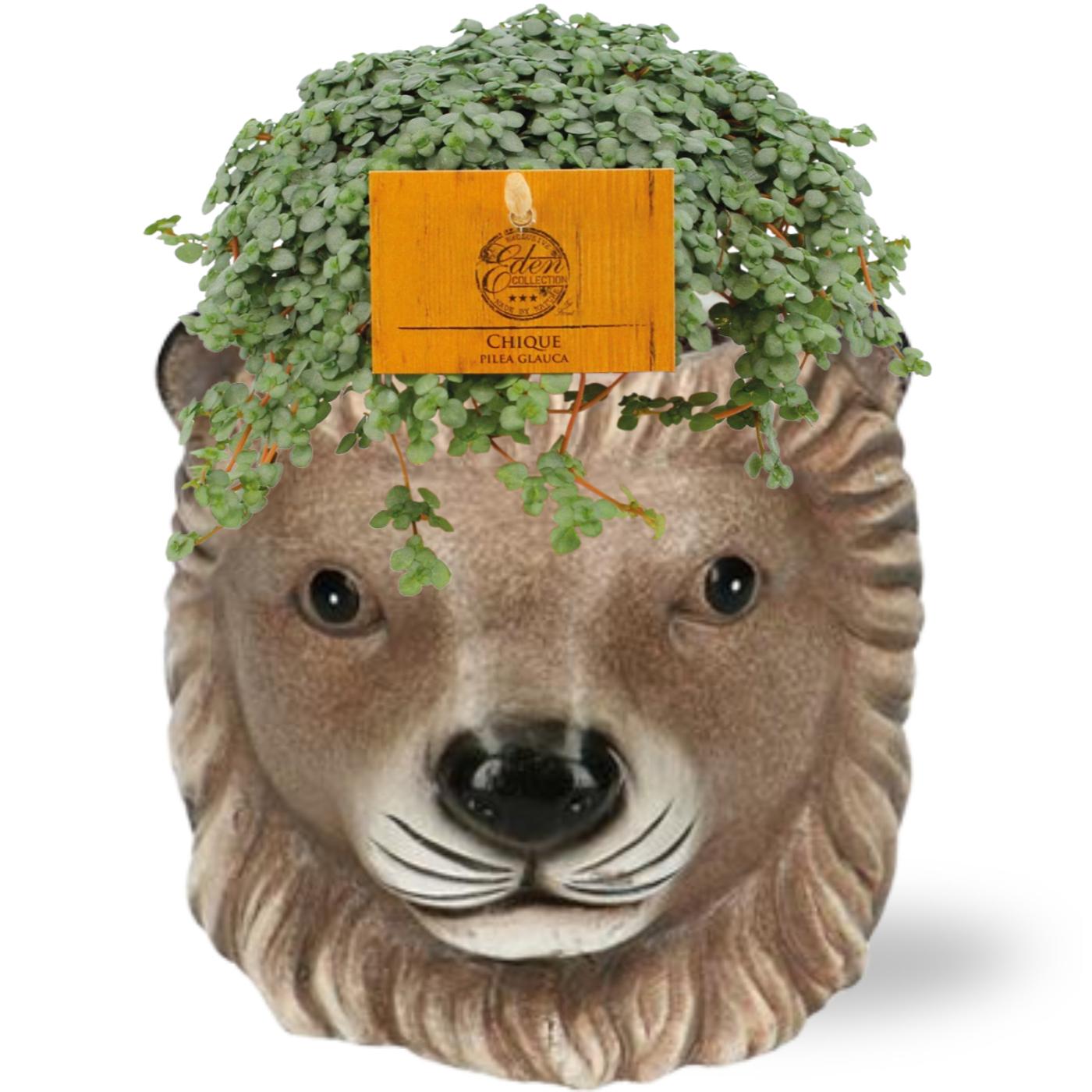 Pilea Glauca - Ø11cm - ↕15cm + Planter Leeuw D11/13x10cm - Bruin