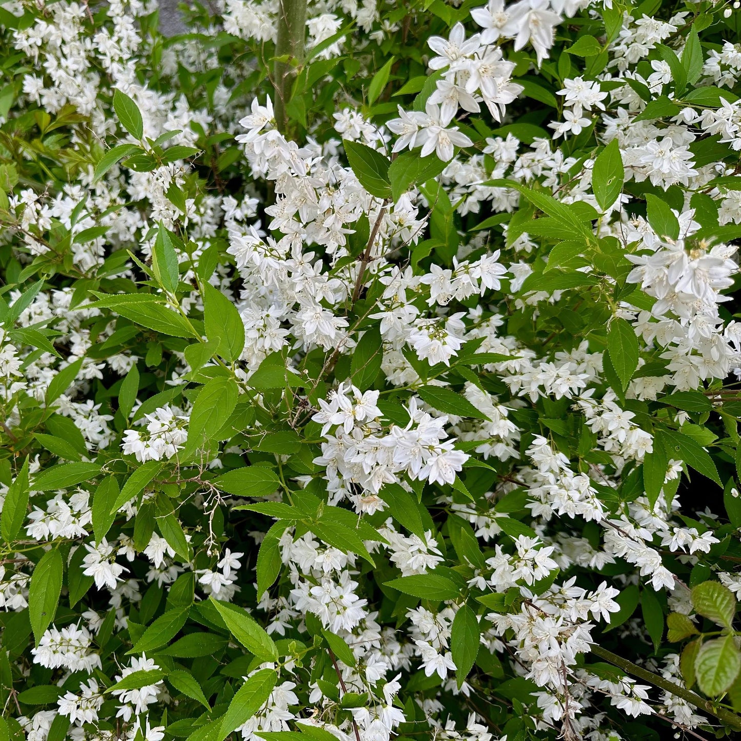 Green boutiQ - Heesters -  Deutzia Gracilis - Bloem Wit - 1 Plant - Bladverliezend - Weinig Onderhoud - Pot 17cm Hoogte 45cm
