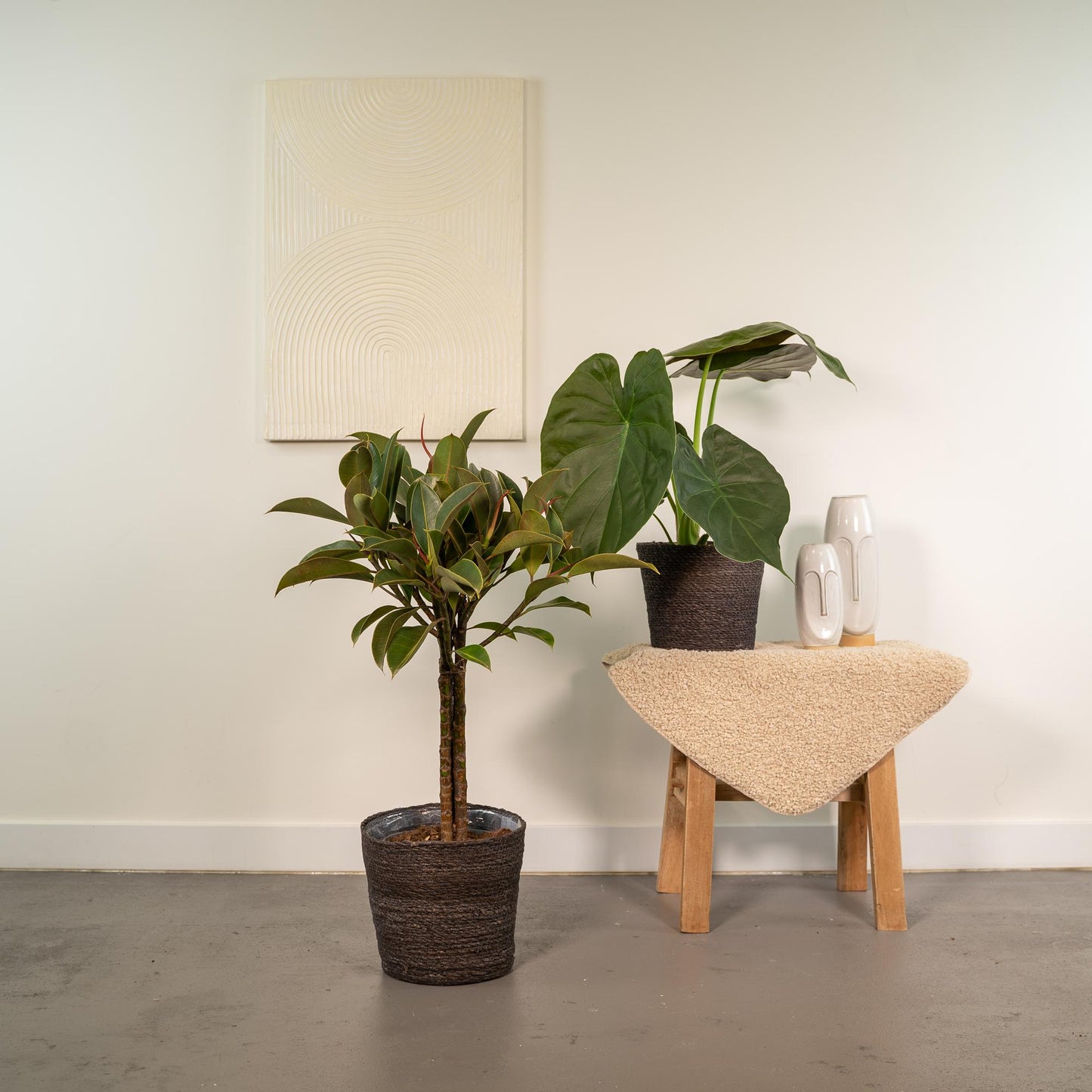 Ficus Elastica Melany - Ø21cm - ↕85cm + Alocasia Wentii - Ø19cm - ↕60cm + Mand Igmar