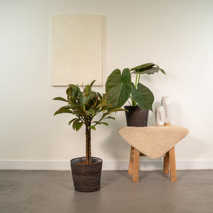 Ficus Elastica Melany - Ø21cm - ↕85cm + Alocasia Wentii - Ø19cm - ↕60cm + Mand Igmar