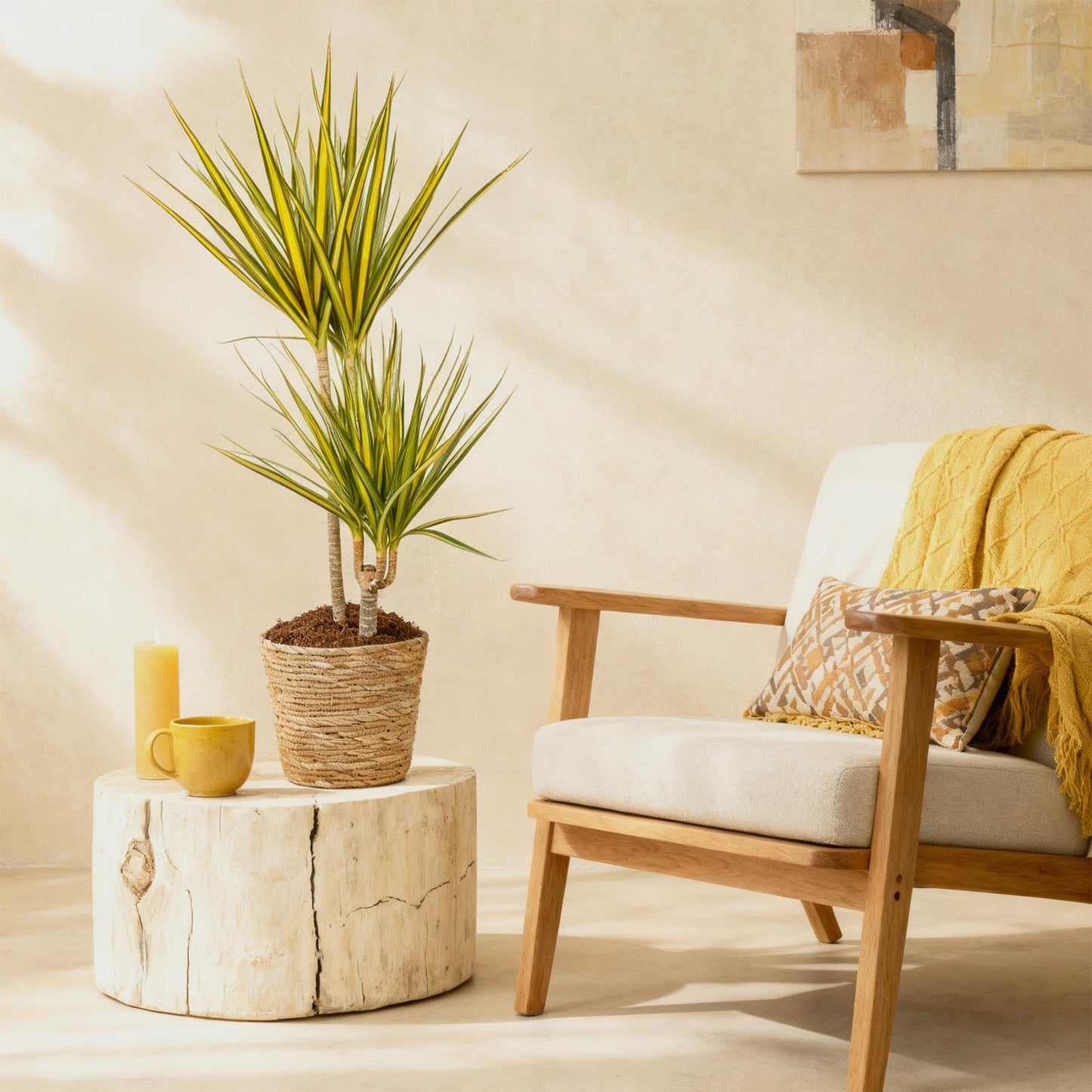Green BoutiQ - Green is... Kamerplanten - Dracaena Sunray - Drakenbloedboom - Weinig onderhoud - met mand - Groen - 1 Plant - Pot 21cm - Hoogte 90-100cm