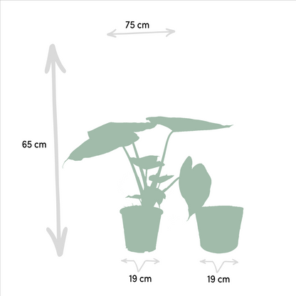 Ficus Elastica Melany - Ø21cm - ↕85cm + Alocasia Wentii - Ø19cm - ↕60cm + Mand Igmar