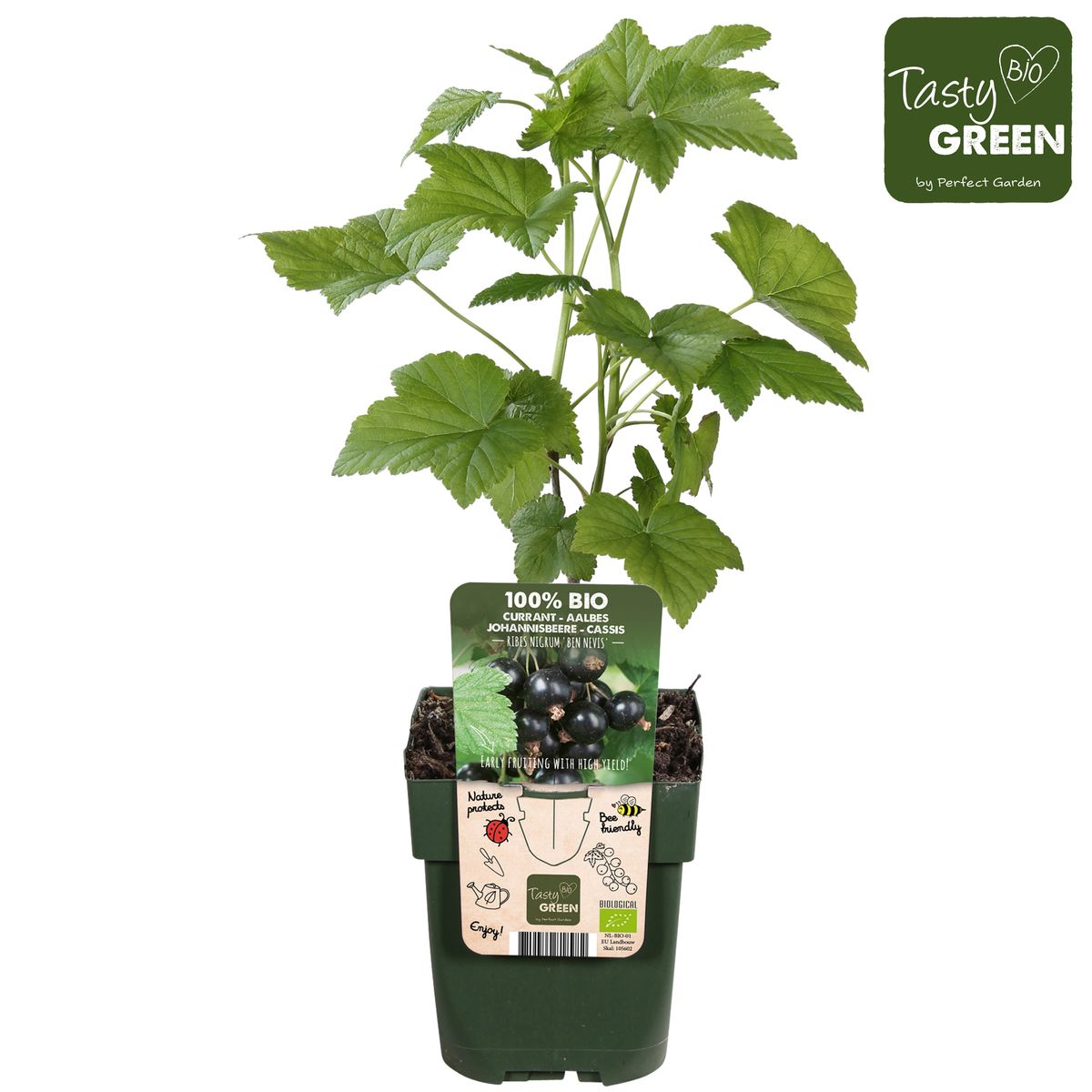 Ribes nigrum 'Ben Nevis' - Zwarte bes - Ø13cm - ↕45cm