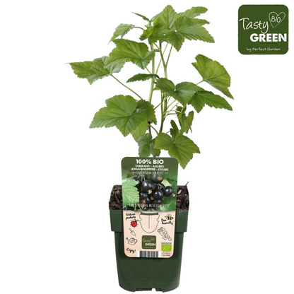 Ribes nigrum 'Ben Nevis' - Zwarte bes - Ø13cm - ↕45cm
